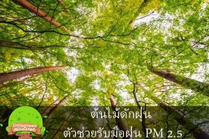 ต้นไม้ดักฝุ่น ตัวช่วยรับมือฝุ่น PM 2.5