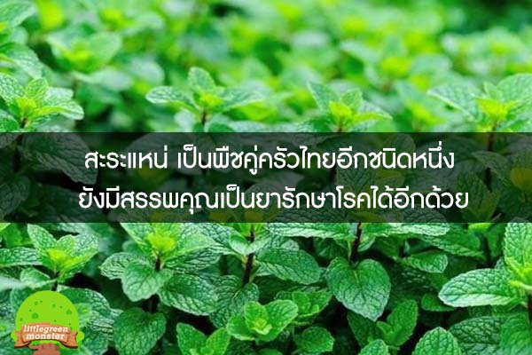 สะระแหน่ เป็นพืชคู่ครัวไทยอีกชนิดหนึ่ง ยังมีสรรพคุณเป็นยารักษาโรคได้อีกด้วย