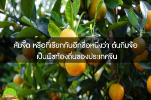 ส้มจี๊ด หรือที่เรียกกันอีกชื่อหนึ่งว่า ต้นกิมจ๊อ เป็นพืชท้องถิ่นของประเทศจีน