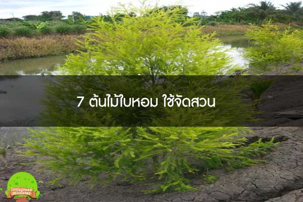 7 ต้นไม้ใบหอม ใช้จัดสวน 