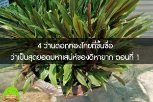 4 ว่านดอกทองไทยที่ขึ้นชื่อว่าเป็นสุดยอดมหาเสน่ห์ของดีหายาก ตอนที่ 1