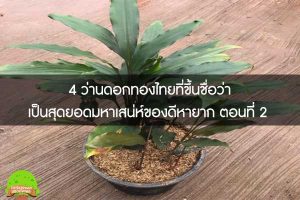  4 ว่านดอกทองไทยที่ขึ้นชื่อว่าเป็นสุดยอดมหาเสน่ห์ของดีหายาก ตอนที่ 2